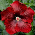 Dark Red Hibiscus Seeds - Perennial Flower Seeds for Garden Borders & Containers - Hibiscus rosa-sinensis - 20 Pack from US Seller