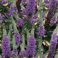 Purple Veronica Seeds - Perennial Speedwell Seeds - Veronica spicata - 100 Seeds for Garden, Borders, Containers