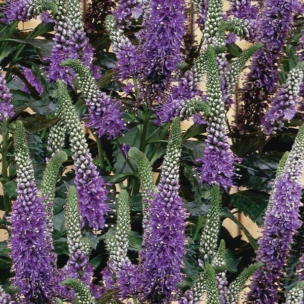 Purple Veronica Seeds - Perennial Speedwell Seeds - Veronica spicata - 100 Seeds for Garden, Borders, Containers