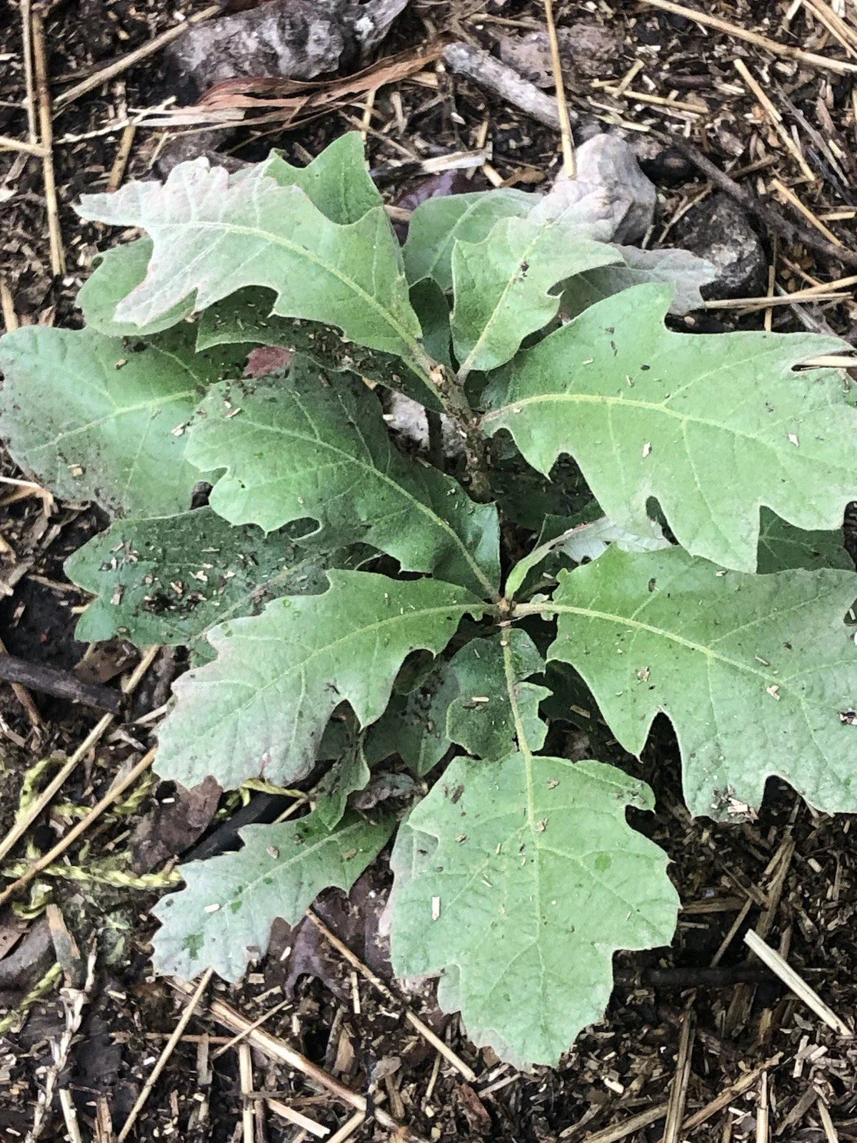 Live Oak Saplings 4 Pack - Quercus virginiana Native Trees for Landscaping and Reforestation