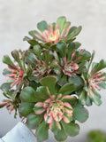 Aeonium 'Perfume Concubine' Cutting - Succulent Plant for Propagation & Gardening