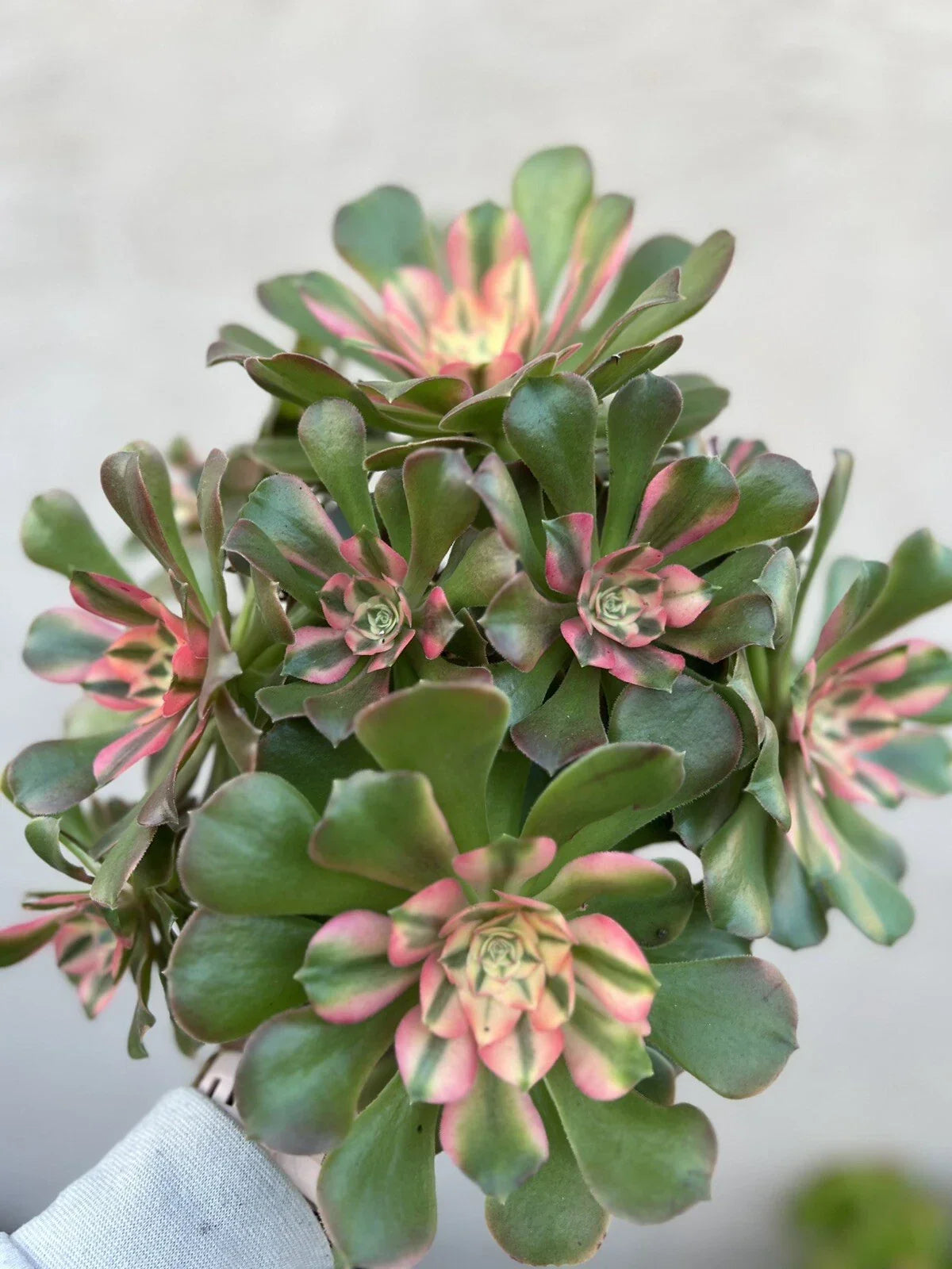 Aeonium 'Perfume Concubine' Cutting - Succulent Plant for Propagation & Gardening