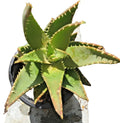 Aloe T-Rex Cactus Plant with Pups - Rooted Succulent for Indoor & Outdoor Decor - Aloe polyphylla