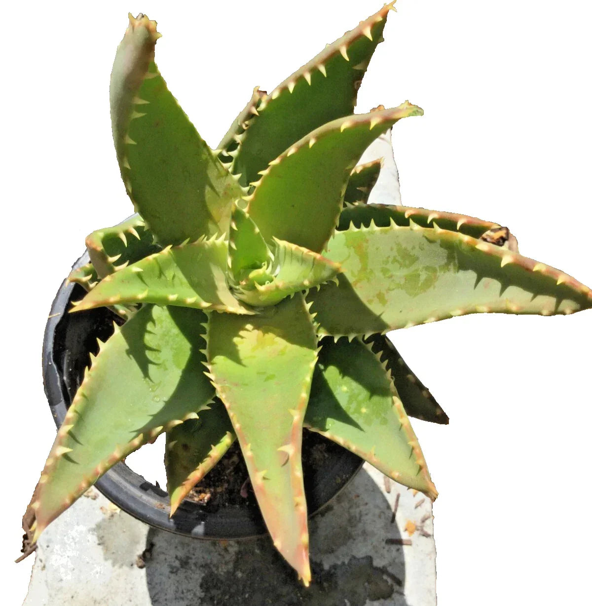 Aloe T-Rex Cactus Plant with Pups - Rooted Succulent for Indoor & Outdoor Decor - Aloe polyphylla