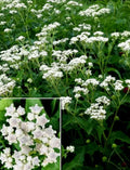 Wildflower Seeds - 100+ Quinine Seeds - Parthenium integrifolium - Medicinal Herb for Gardens & Wild Landscapes
