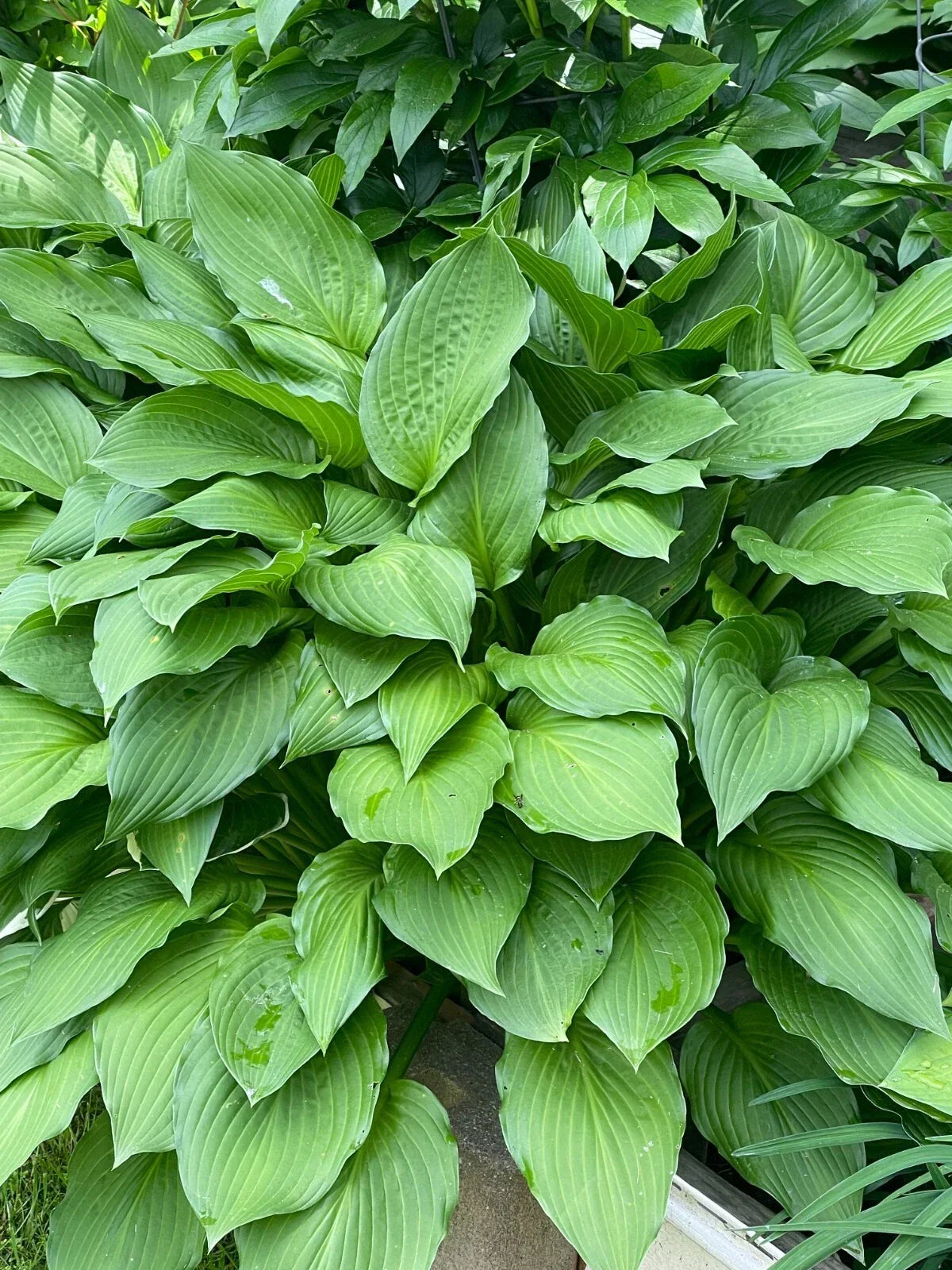 Green Hosta Sieboldiana Live Plants Set of 4 Bare Roots, Shade Lover Perennial, Garden Bed Ground Cover, Clumping, Hardy Zones 3-9