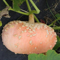 Galeuse D'eysines Squash Seeds - Heirloom Non-GMO Cucurbita maxima, French Peanut Squash, Vining, Nutty Flavor, 10+ Seeds