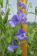 Sweet Pea Seeds - 50+ Pack, Fragrant Garden Variety, Lathyrus odoratus, Climbing Vine, Non-GMO, USA, Free Shipping