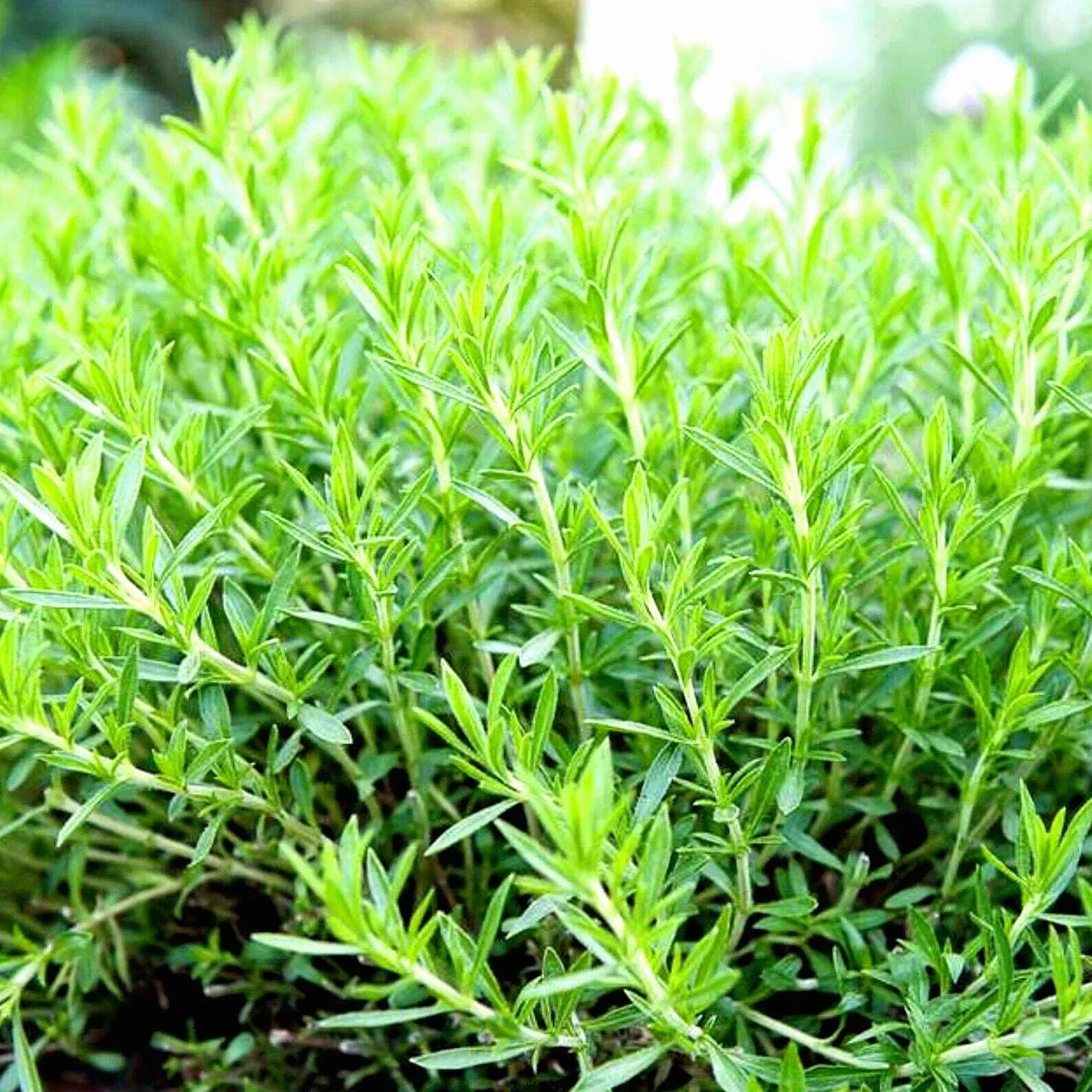 Tarragon Seeds - 200+ Non-GMO Heirloom Herb Seeds for Culinary & Garden - Artemisia dracunculus