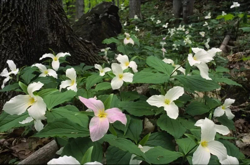 White Trillium Bulbs 5-Pack, Bare Root Wildflower, Trillium grandiflorum, Perennial Shade Plant for Woodland Gardens