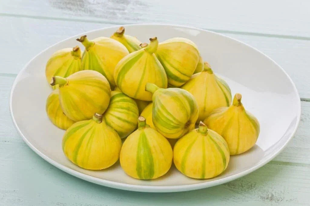Panache Fig Seeds - 100+ Ficus carica 'Panache' Tiger Stripe Fruit Seeds for Garden Planting