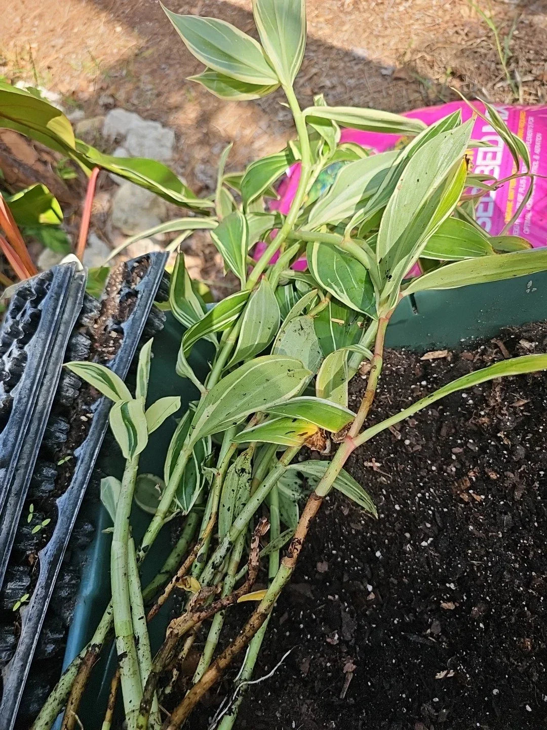 Costus speciosus Variegated Spiral Flag Ginger Plant - Live Potted 10" Tropical Foliage, Spiral Growth, Butterfly Attracting
