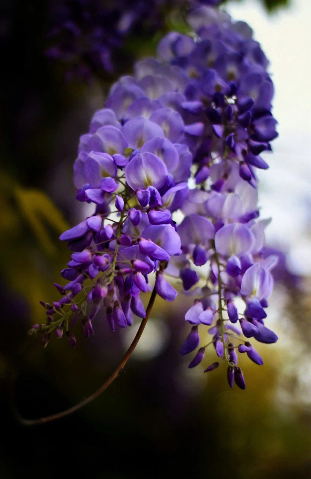 Live Wisteria Plants - 3 Healthy Cuttings with Roots - Wisteria sinensis Climbing Vine for Gardens & Trellises