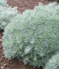 Artemisia Silver Mound Plant – Perennial Ground Cover with Silver Foliage – Artemisia schmidtiana for Borders & Containers