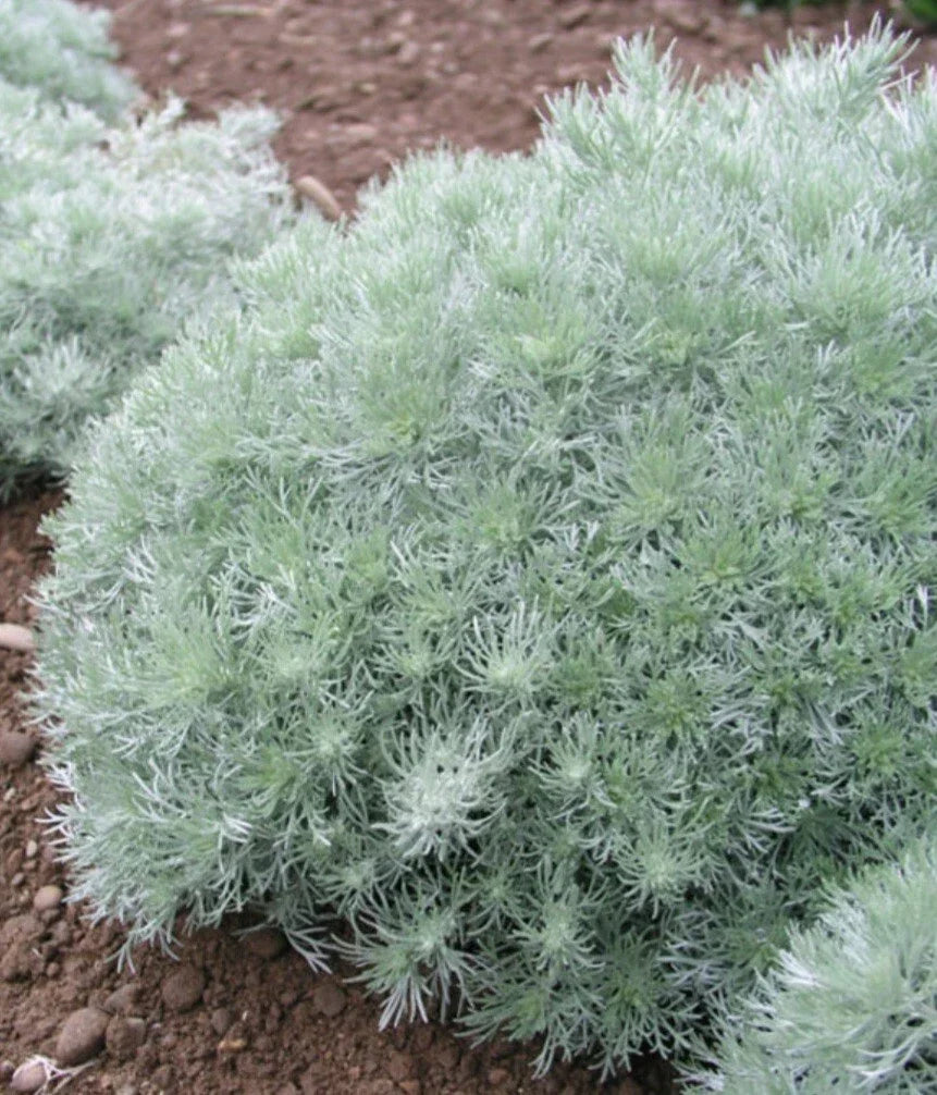 Artemisia Silver Mound Plant – Perennial Ground Cover with Silver Foliage – Artemisia schmidtiana for Borders & Containers