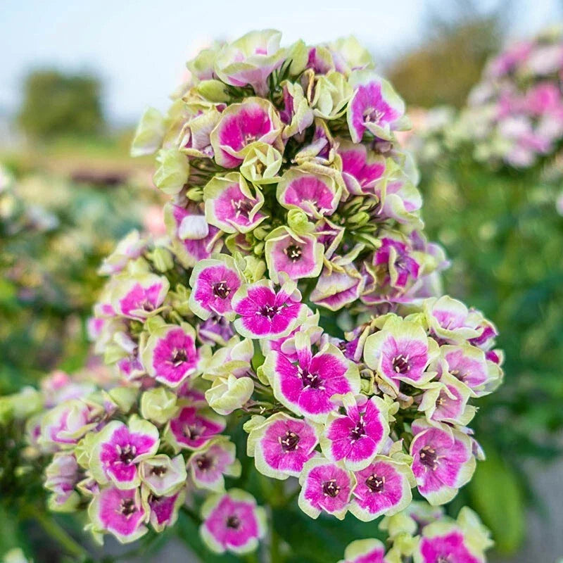 Yellow Phlox Seeds, Perennial Flower Seeds, Butterfly Attracting, Phlox paniculata, Garden Seeds, Summer Blooms