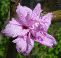 Rose of Sharon Hibiscus Syriacus Flowering Bush Cuttings - 20 Propagation Plants for Garden, Hardy Deciduous Shrub