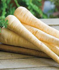 Heirloom Parsnip Seeds 25+ Non-GMO Organic Pastinaca sativa for Home Garden, Root Vegetable, Fall and Winter Harvest