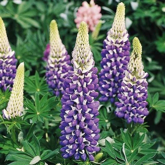 Russell Lupine Seeds - Purple the Governor Perennial - Non-GMO, Hummingbird Attractant, 20 Seeds, Lupinus polyphyllus