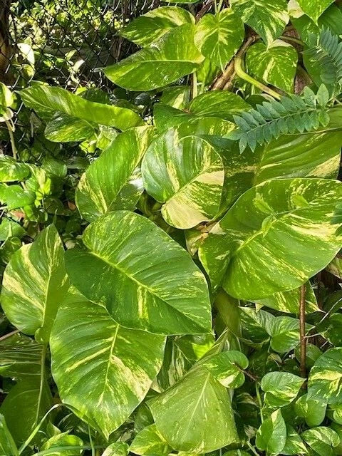 Variegated Giant Golden Queen Pothos Cuttings - Epipremnum aureum - 6 Healthy Trailing Clippings for Indoor Garden