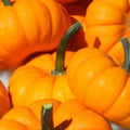 Jack Be Little Pumpkin Seeds | Non-GMO Heirloom Garden Seeds | Small Compact Cucurbita pepo