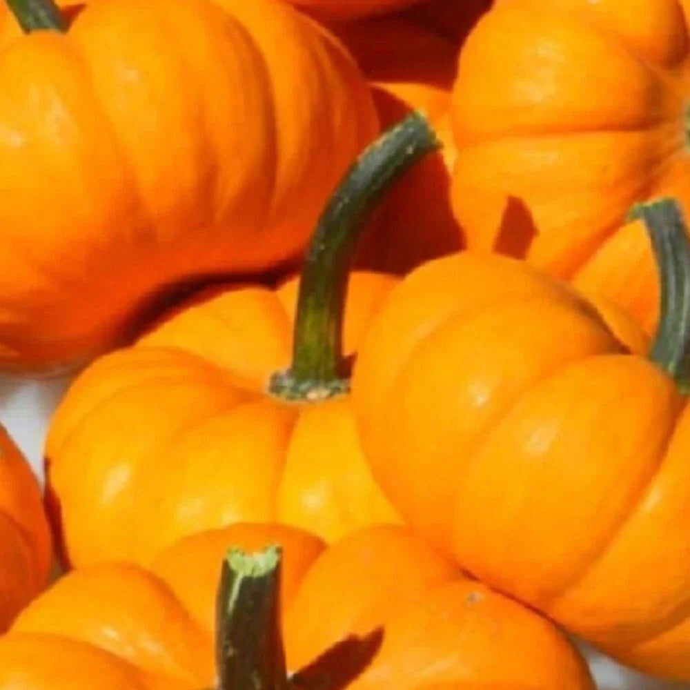 Jack Be Little Pumpkin Seeds | Non-GMO Heirloom Garden Seeds | Small Compact Cucurbita pepo