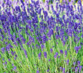 Lavender Seeds 100+ Perennial Herb Plant, Purple Aroma, Culinary, Lavandula angustifolia, Free Shipping