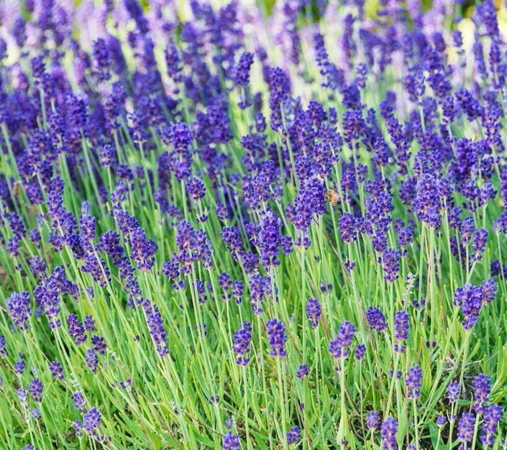 Lavender Seeds 100+ Perennial Herb Plant, Purple Aroma, Culinary, Lavandula angustifolia, Free Shipping