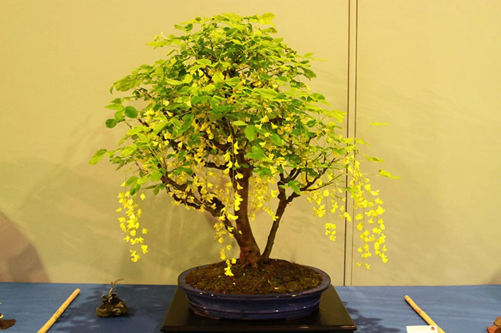 Dwarf Golden Raintree Seeds - 10 Pack Koelreuteria paniculata Ornamental Bonsai Plant Seeds