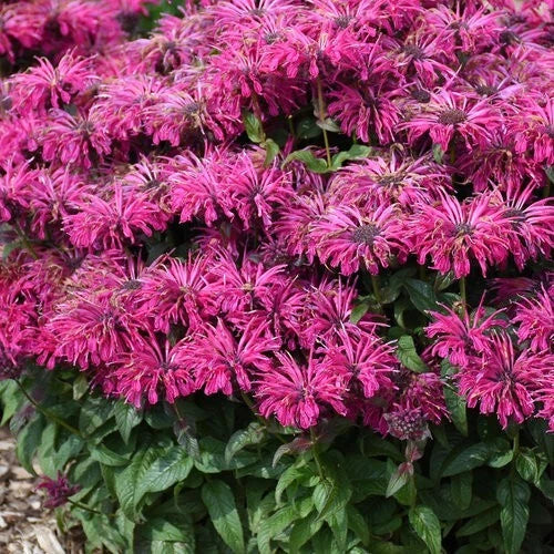 Razzleberry Bee Balm Seeds - 100 Pack, Monarda didyma, Pollinator Flower for Hummingbirds & Butterflies