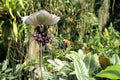 Tacca Integrifolia Seeds | White Bat Flower | Rare Exotic Plant Seeds | Butterfly Attracting Garden Seeds