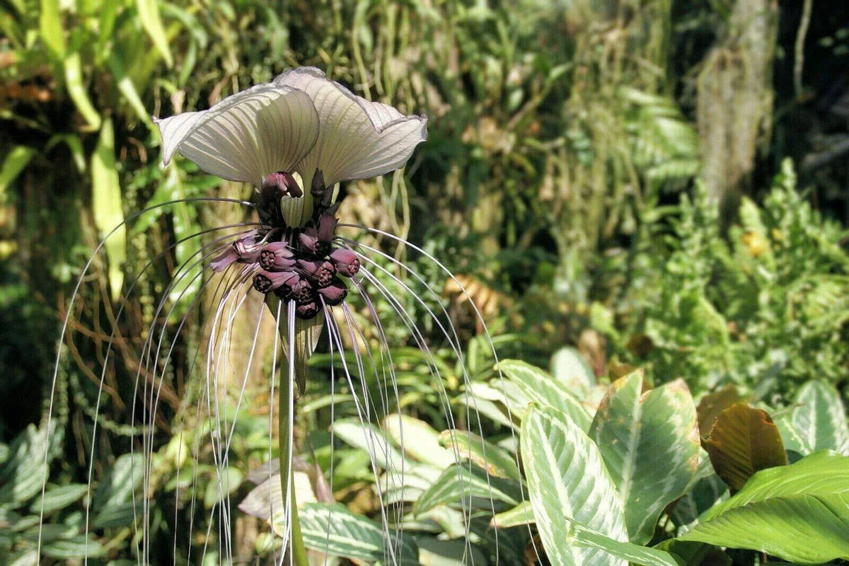 Tacca Integrifolia Seeds | White Bat Flower | Rare Exotic Plant Seeds | Butterfly Attracting Garden Seeds
