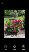 Peony Bare Root Plant – Pink Double Petals, Sarah Bernhardt, Paeonia lactiflora, Garden Flower Bush