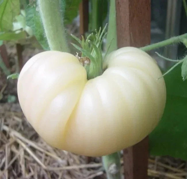 Great White Tomato Seeds - Heirloom Organic Non-GMO Beefsteak Solanum lycopersicum, 30+ Seeds