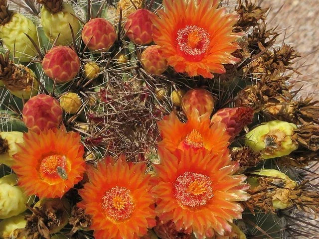 Fishhook Candy Barrel Cactus Seeds - Ferocactus wislizeni, Drought-Tolerant Succulent for Xeriscaping & Rock Gardens