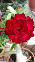 Desert Rose Seeds - 4 Red Black Tips Adenium Obesum - Exotic Perennial Flower Seeds for Garden & Container Planting