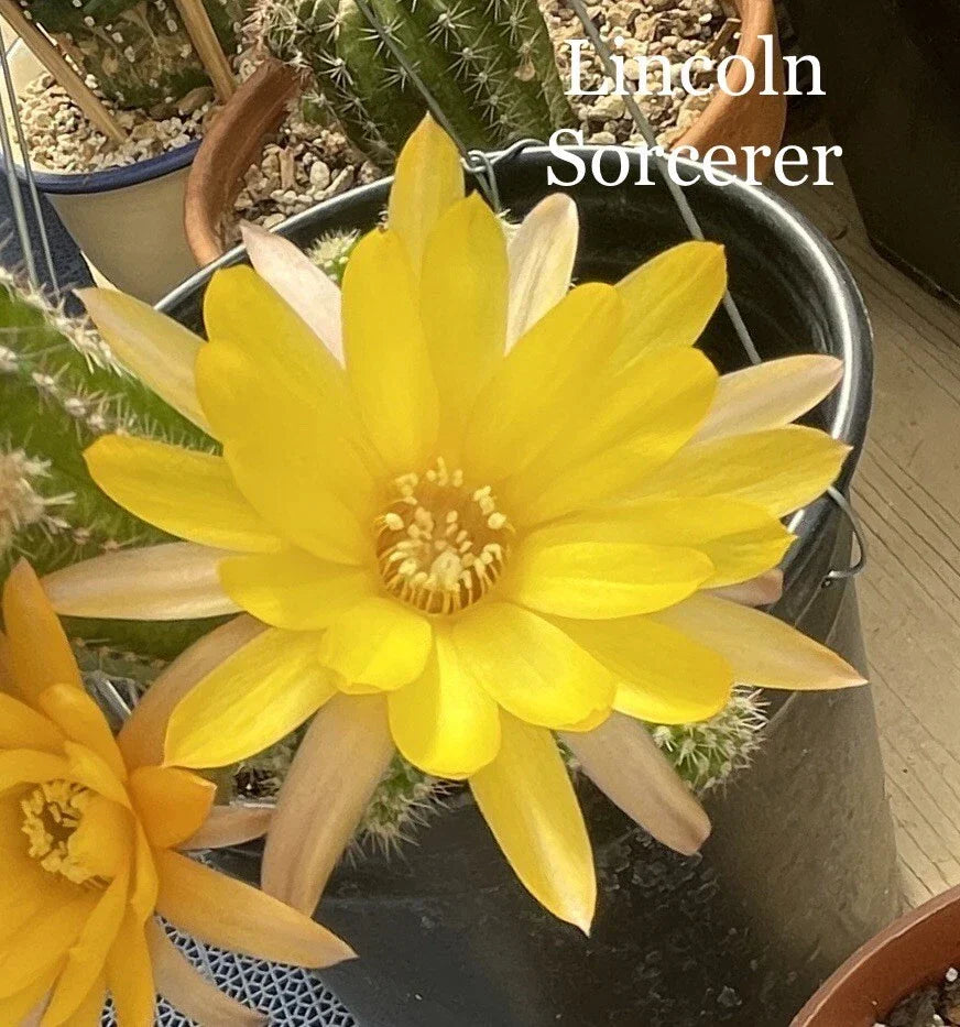 Peanut Cactus Plant - Lincoln Sorcerer Chamaecereus Rooted Succulent