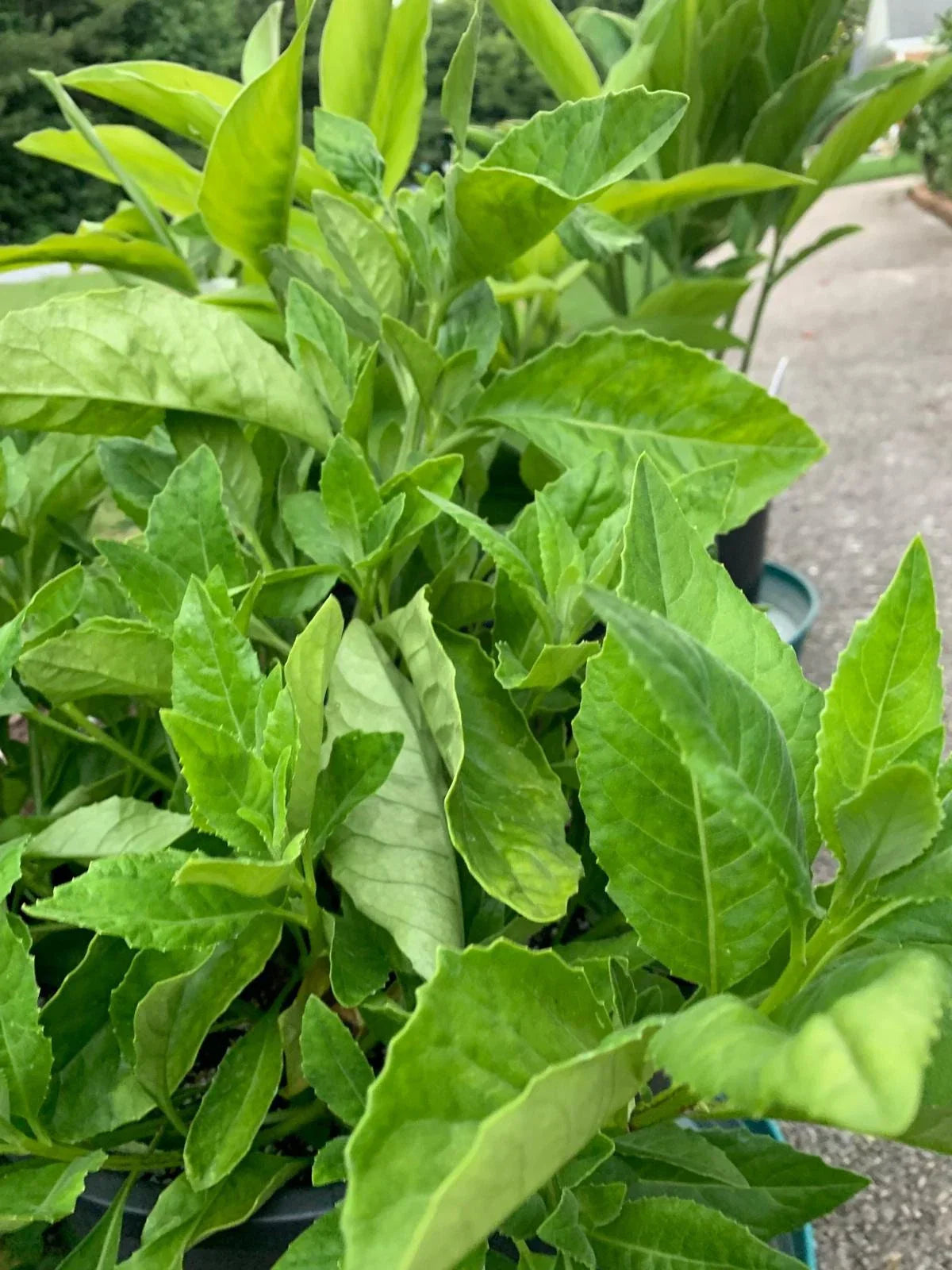 Longevity Spinach Cuttings - 4 Fresh Unrooted Gynura procumbens Cuttings for Planting