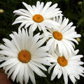 Alaska Shasta Daisy Wildflower Seeds - 1/4 Lb Mylar Packet - Leucanthemum × superbum