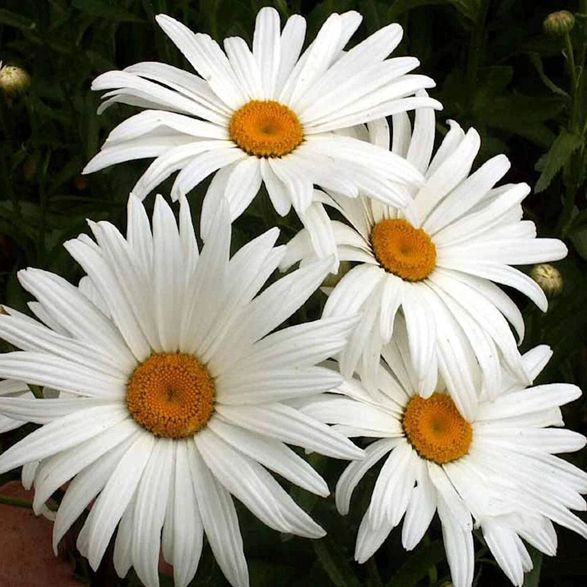 Alaska Shasta Daisy Wildflower Seeds - 1/4 Lb Mylar Packet - Leucanthemum × superbum