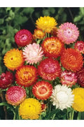 400 Seeds Strawflower Tall Double Mix Helichrysum bracteatum Garden Flower Seeds for Borders & Cut Flowers