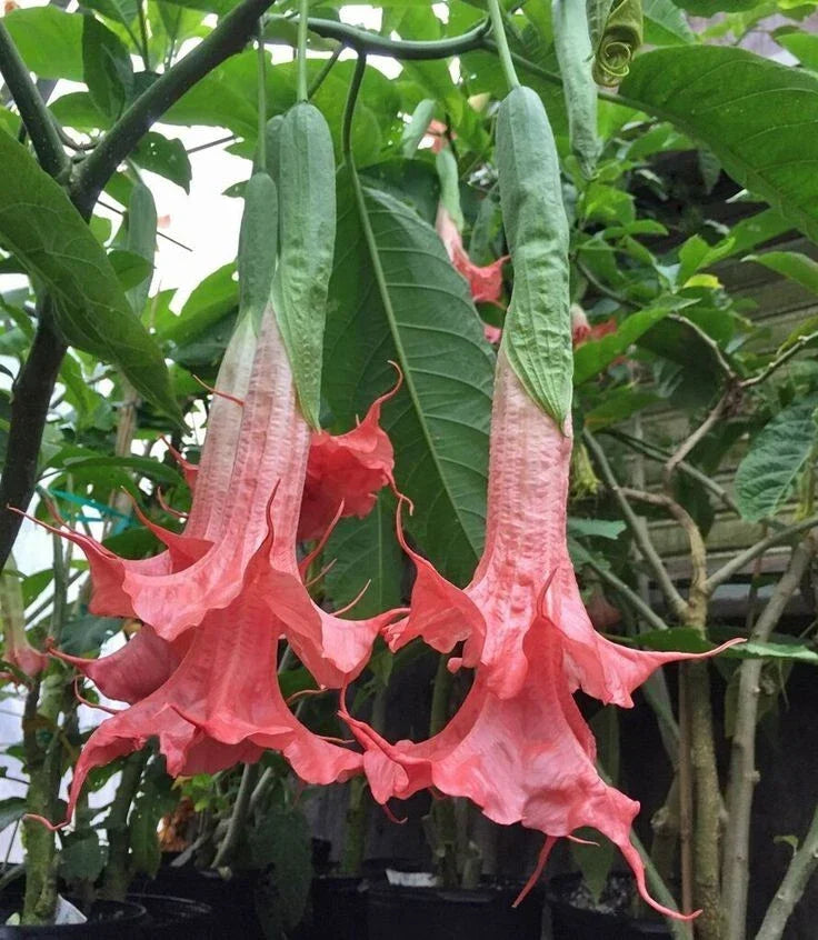 Angel Trumpet Seeds - Summer Rose Brugmansia Datura Flower Seeds for Garden, Container, Pollinator Attractant, USA Grown