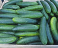 Cucumber Seeds - Early Spring Burpless Variety - Cucumis sativus - Non-GMO, Seed for Planting, Crisp, Seedless, Vining