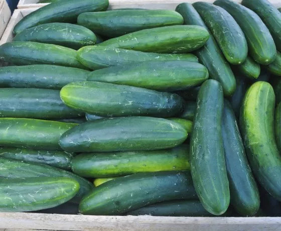 Cucumber Seeds - Early Spring Burpless Variety - Cucumis sativus - Non-GMO, Seed for Planting, Crisp, Seedless, Vining