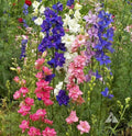 Rocket Larkspur Seeds - Tall Mix Cut Flowers - Delphinium ajacis - Non-GMO, Spring Blooms, Garden Border & Cut Flower Seeds