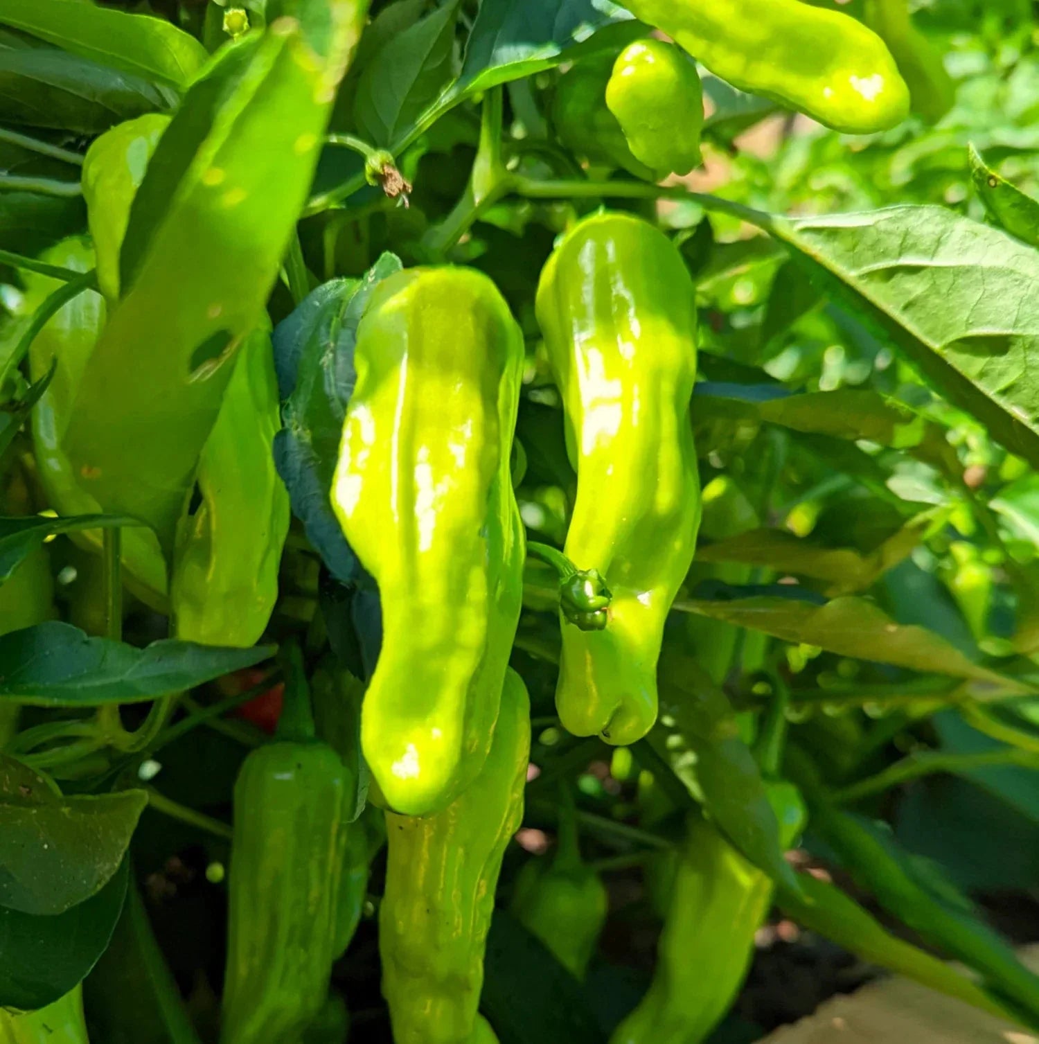 Shishito Pepper Seeds 50 Pack - Mild Green Japanese Chili Capsicum annuum for Garden, Container, or Indoor Growing