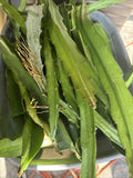 Dragon Fruit Cuttings 5 Pack - Hylocereus spp - 8-12 Inch Tropical Pitaya Plants