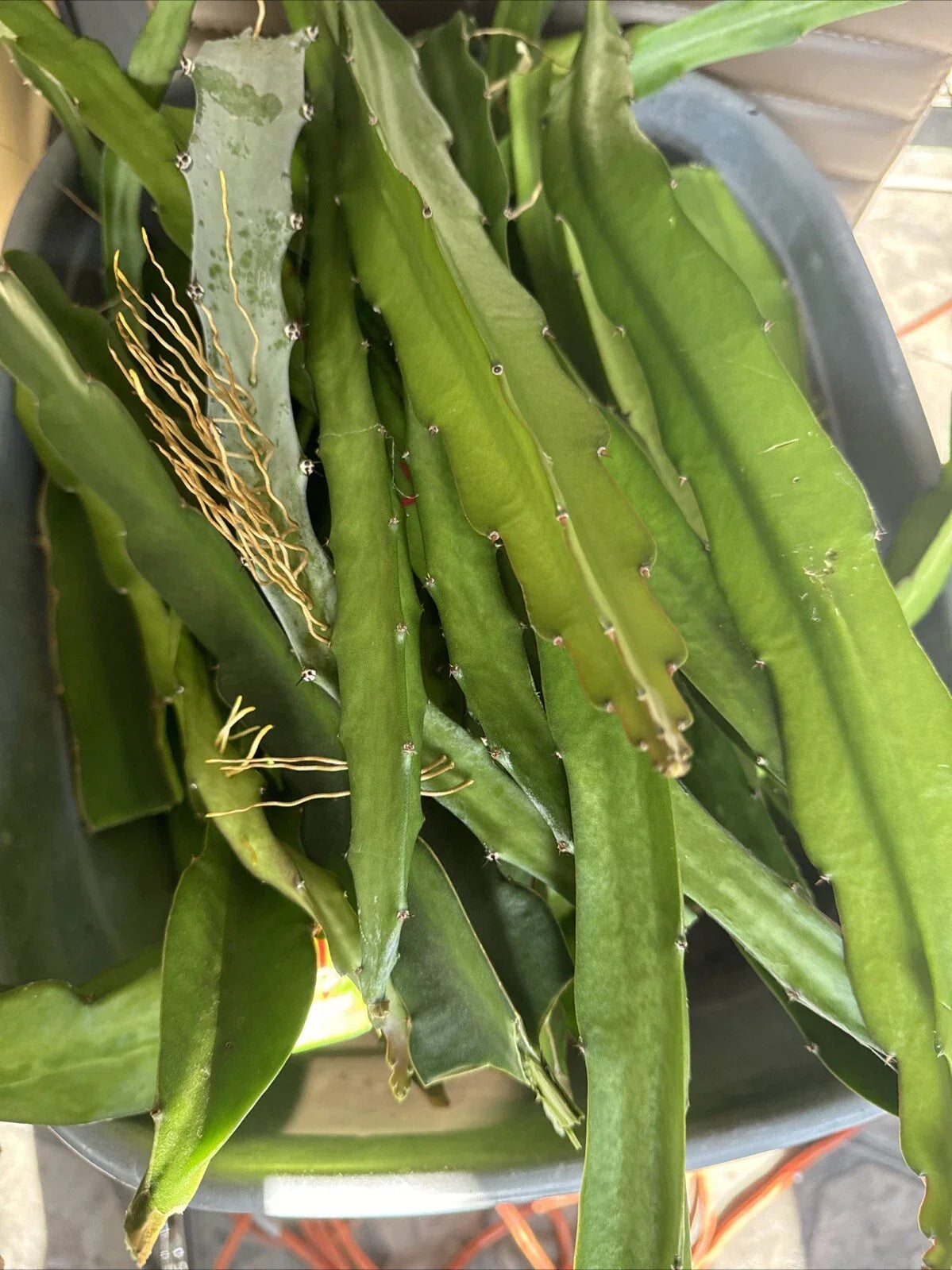 Dragon Fruit Cuttings 5 Pack - Hylocereus spp - 8-12 Inch Tropical Pitaya Plants