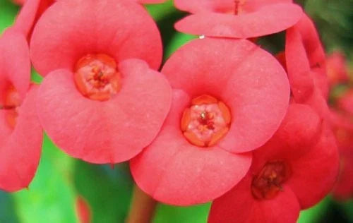 Crown of Thorns Plant - Potted Euphorbia milli with Red Flowers - Indoor/Outdoor Succulent Garden Plant