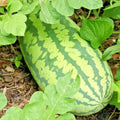 Organic Congo Watermelon Seeds – Heirloom Citrullus lanatus for Large 30-50 lb Juicy Watermelons, Summer Garden Planting